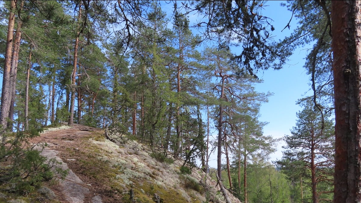 A path winds through a lush forest.